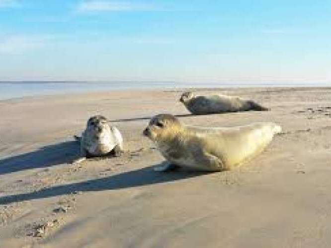 Zeehonden spotten